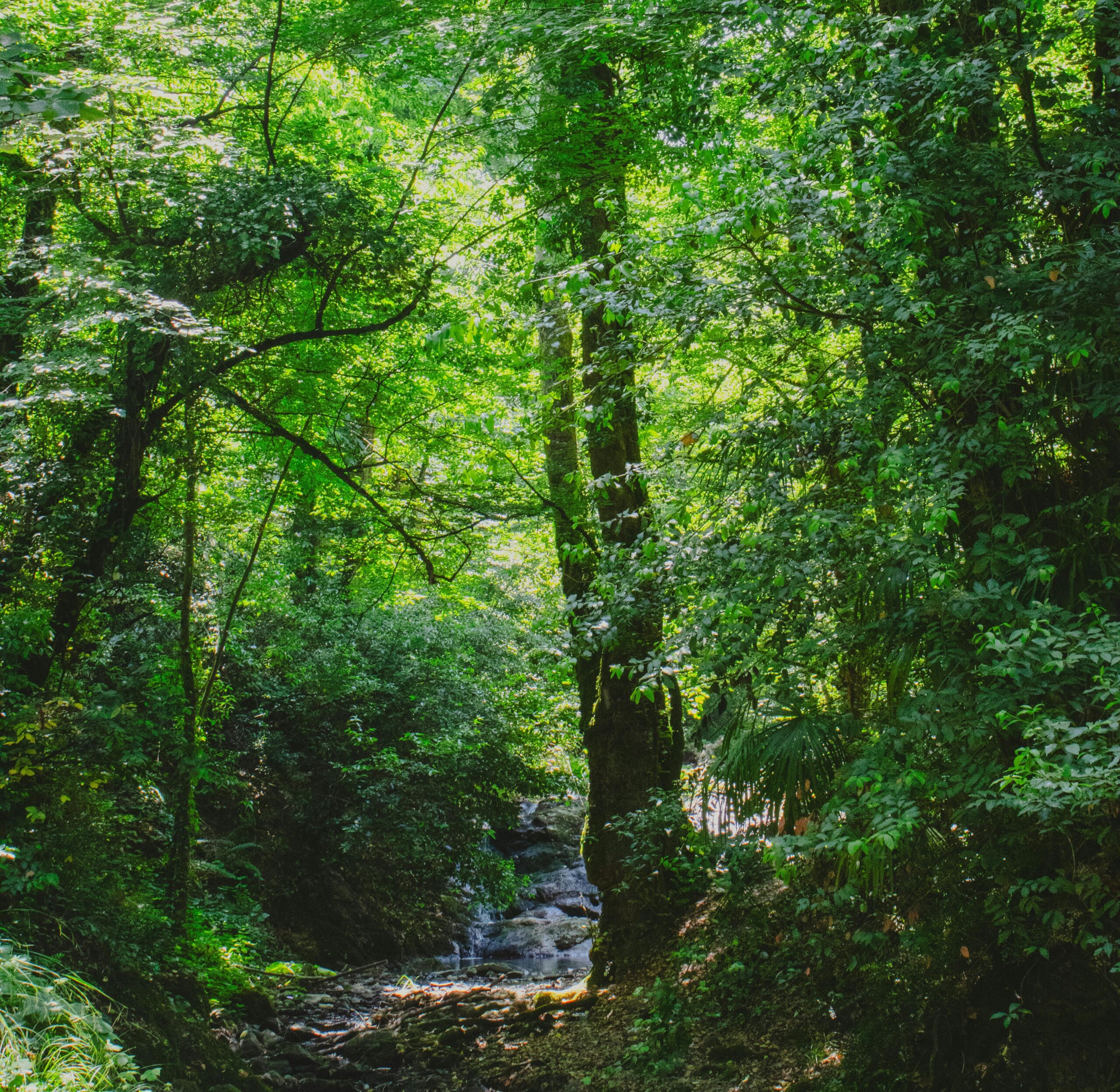 Lush green forest with sunlight filtering through trees in Yalova, Türkiye.