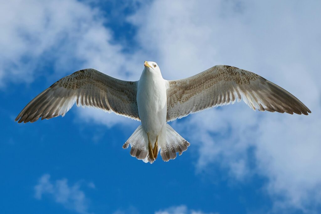 A stunning seagull spread its wings while soaring against a bright blue sky with fluffy clouds.